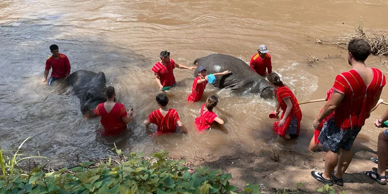 baño con elefantes en tailandia