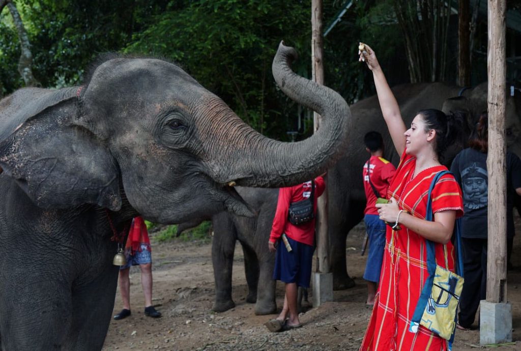 santuario de elefantes en tailandia