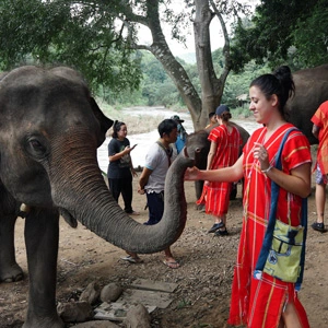ver elefantes en tailandia