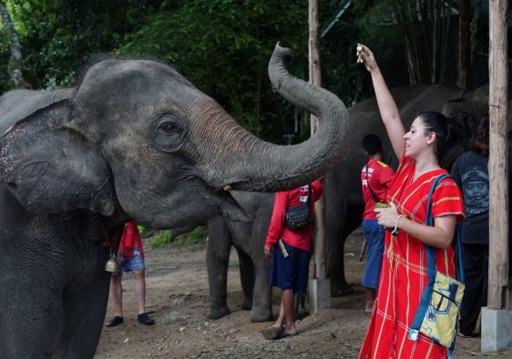 santuario de elefantes en tailandia