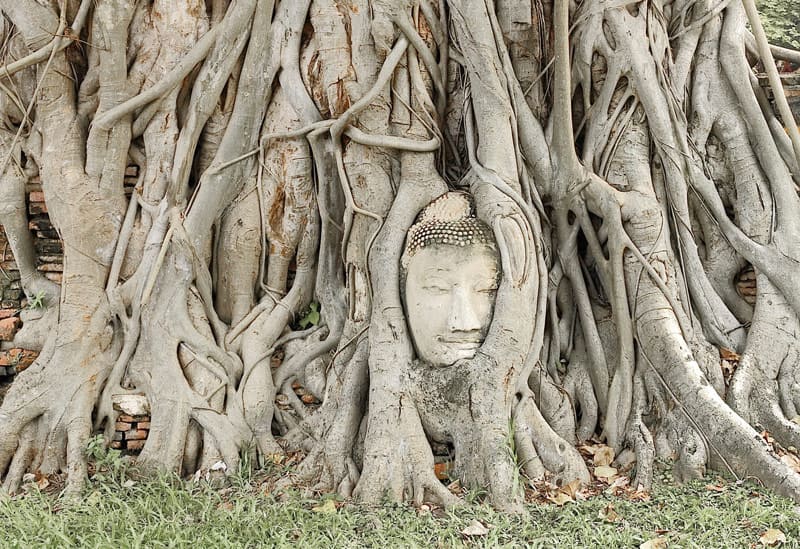 cabeza de buda en árbol en ayutthaya