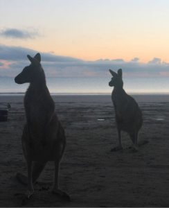 canguros en la playa
