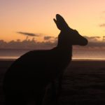 ver canguros en la playa al amanecer