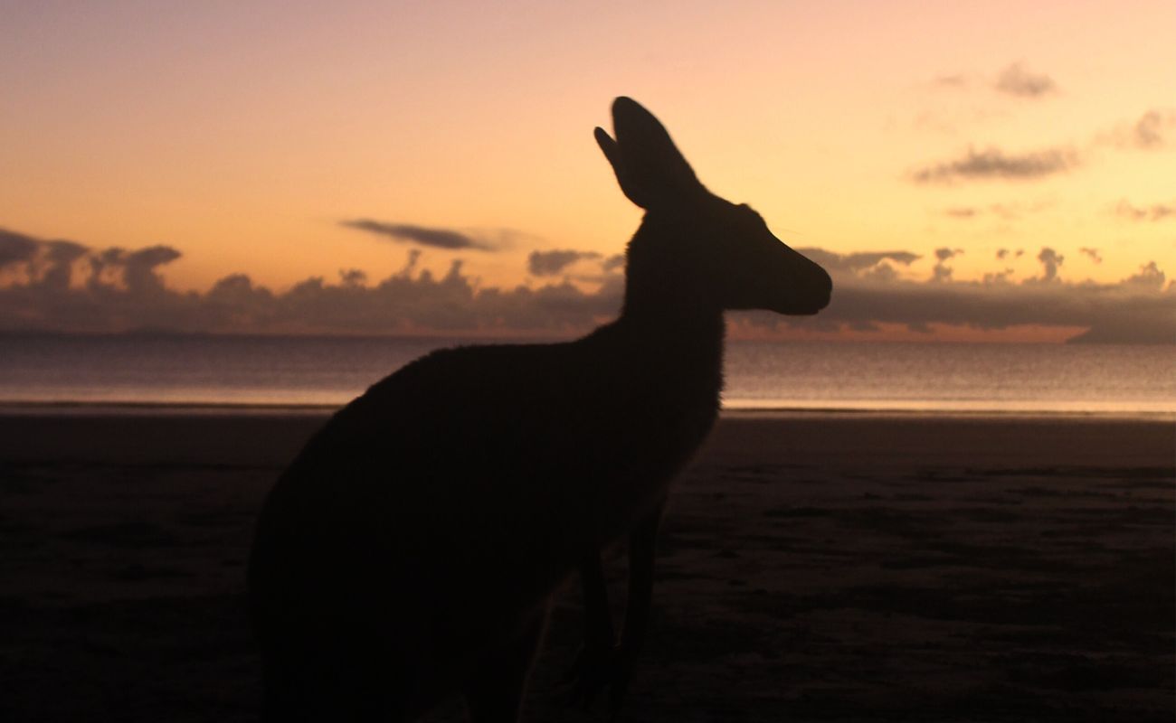 ver canguros en la playa al amanecer