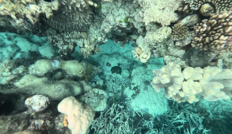 snorkel en la gran barrera de coral
