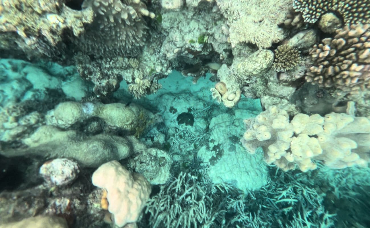 snorkel en la gran barrera de coral