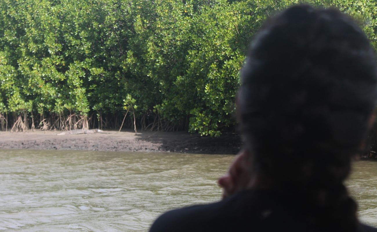 viendo cocodrilos en australia