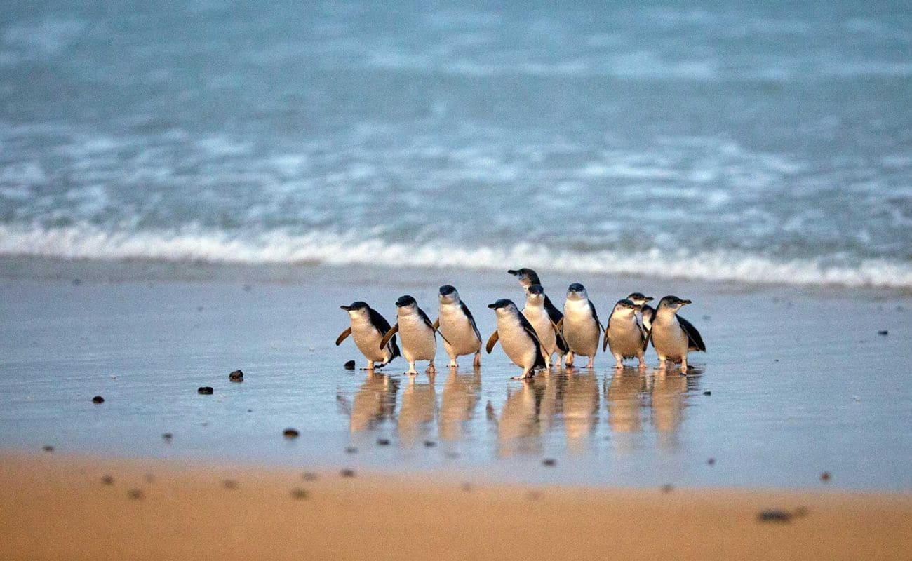 desfile de pingüinos en Melbourne
