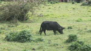 cerdos carretera 309 nueva zelanda