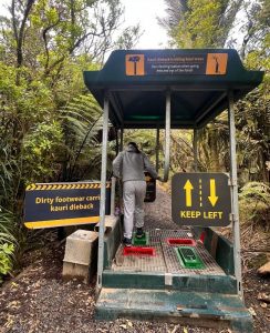 limpiar zapatos bosque