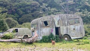 coches abandonados stuart and the pigs