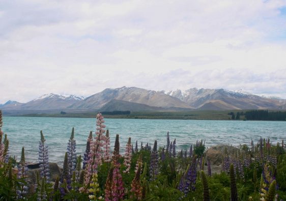 lago tekapo