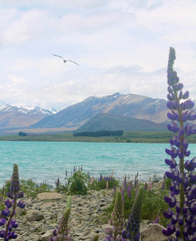 lupinos-lago-tekapo lago tekapo