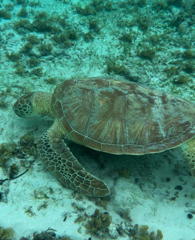 tortuga en gili trawangan tortuga en gili trawangan