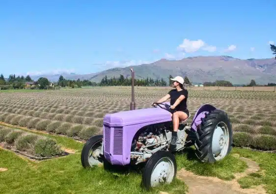 wanaka lavender farm