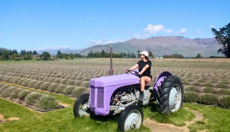 wanaka lavender farm