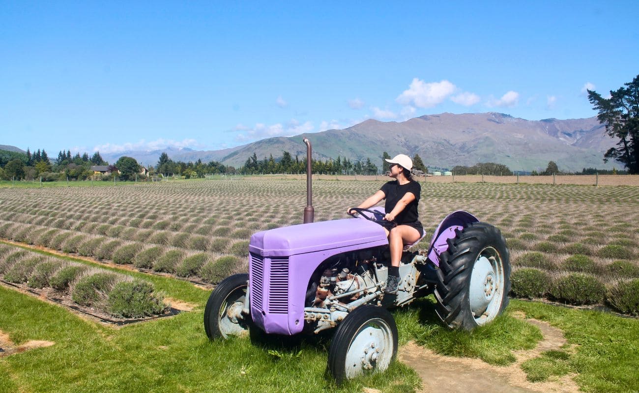 wanaka-lavender-farm wanaka lavender farm