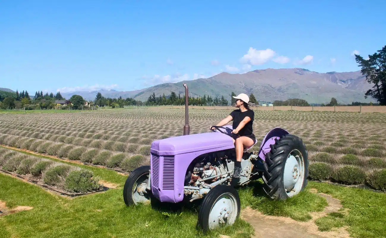 wanaka lavender farm