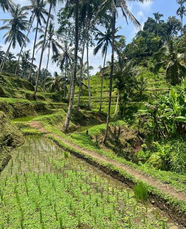 mejores-arrozales-bali