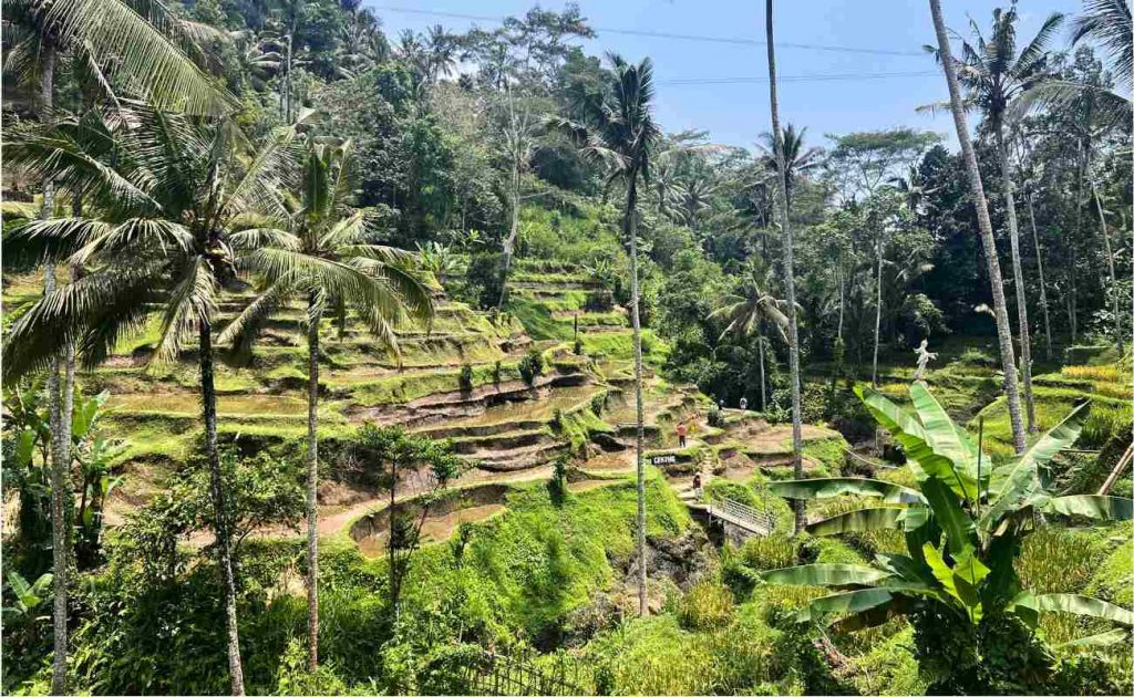 tegalallang-arrozales-bali tegalallang arrozales de bali