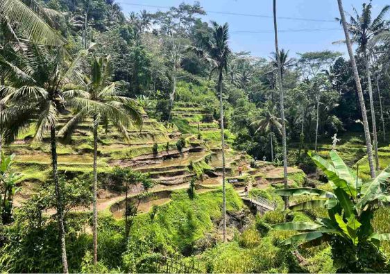 tegalallang arrozales de bali