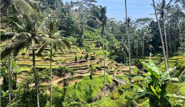 tegalallang arrozales de bali