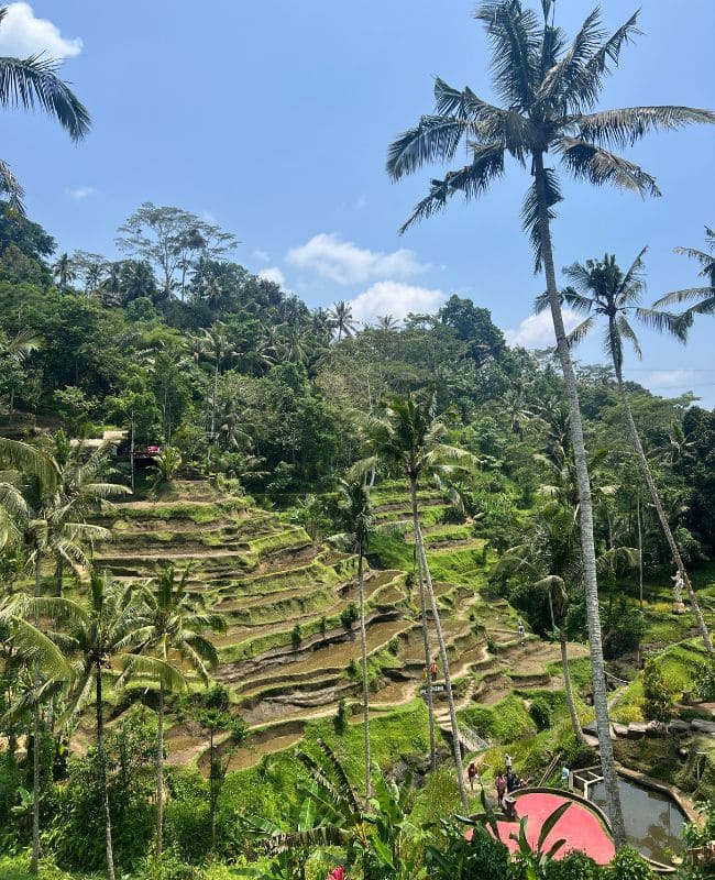 terrazas-arroz-bali