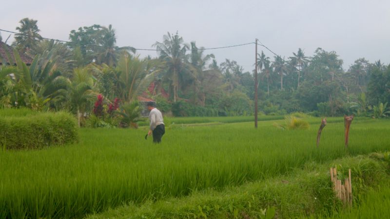 campuhan-ubud-ruta ruta campuhan ubud