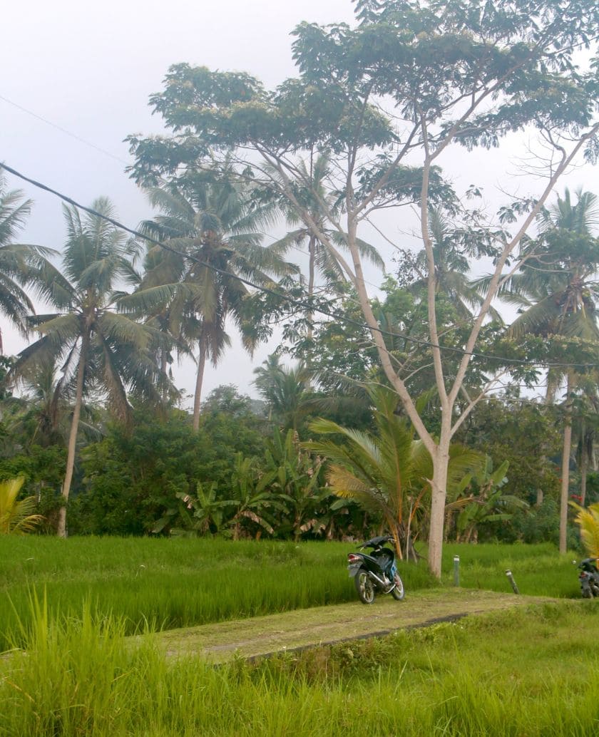 campuhan-walk-ubud champuhan walk ubud
