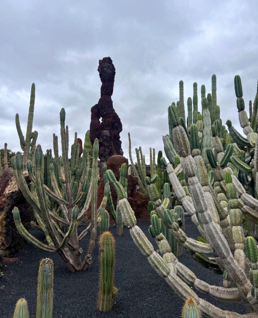 jardin del cactus en lanzarote