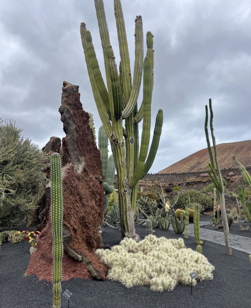 jardin del cactus en lanzarote